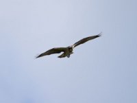 Fischadler (Pandion haliaetus) 28
